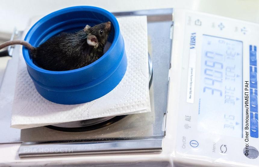 Готово ли человеческое сердце к полету на Марс? Ключ к спасению спрятан в мышах-космонавтах