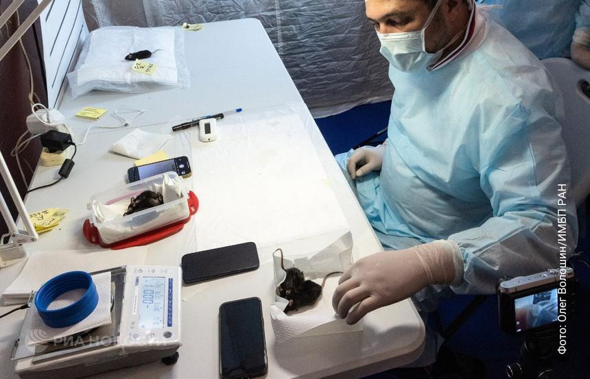 Готово ли человеческое сердце к полету на Марс? Ключ к спасению спрятан в мышах-космонавтах