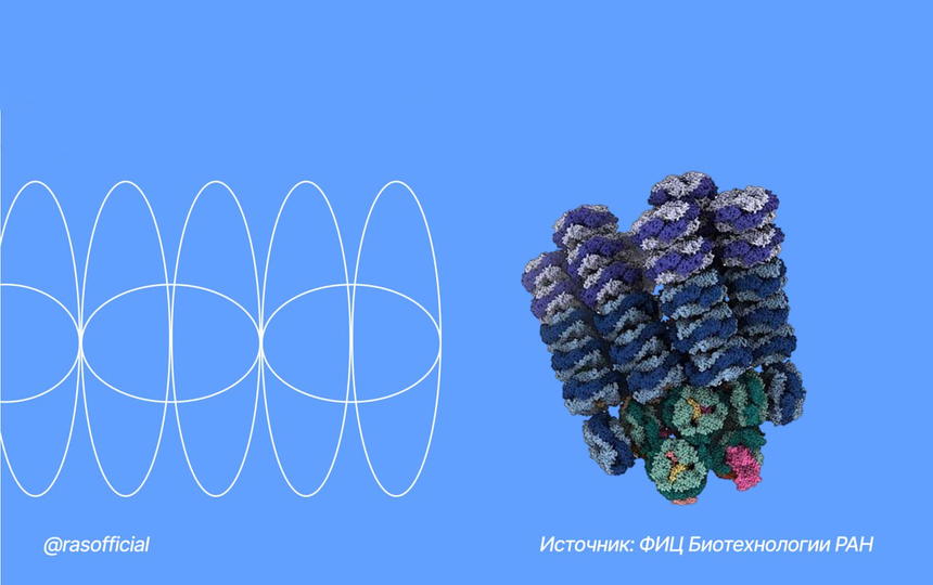 Российские биохимики расшифровали структуру цианобактерий, которым 2 млрд лет