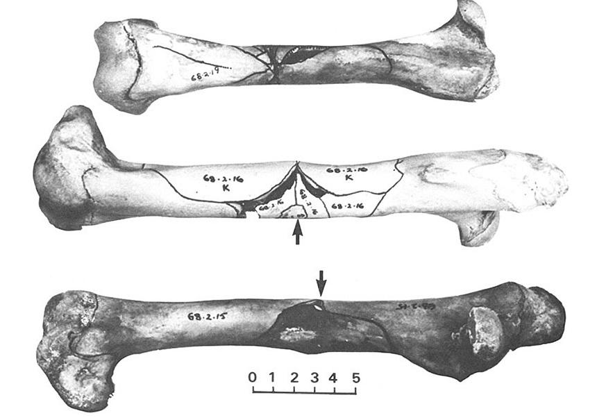 Учёные попытались опровергнуть теорию уничтожения людьми мегафауны Австралии