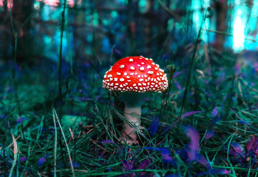 “Не все мухоморы одинаково опасны” и другие малоизвестные факты об этих грибах
