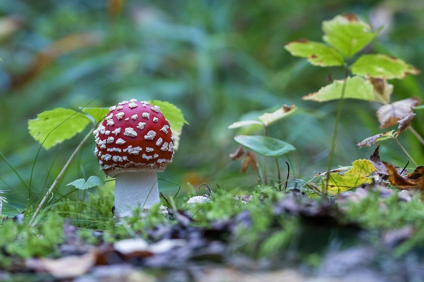 “Не все мухоморы одинаково опасны” и другие малоизвестные факты об этих грибах