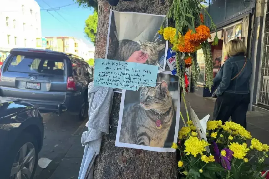 В США потребовали ограничить роботакси Waymo после смертельного инцидента в Сан-Франциско