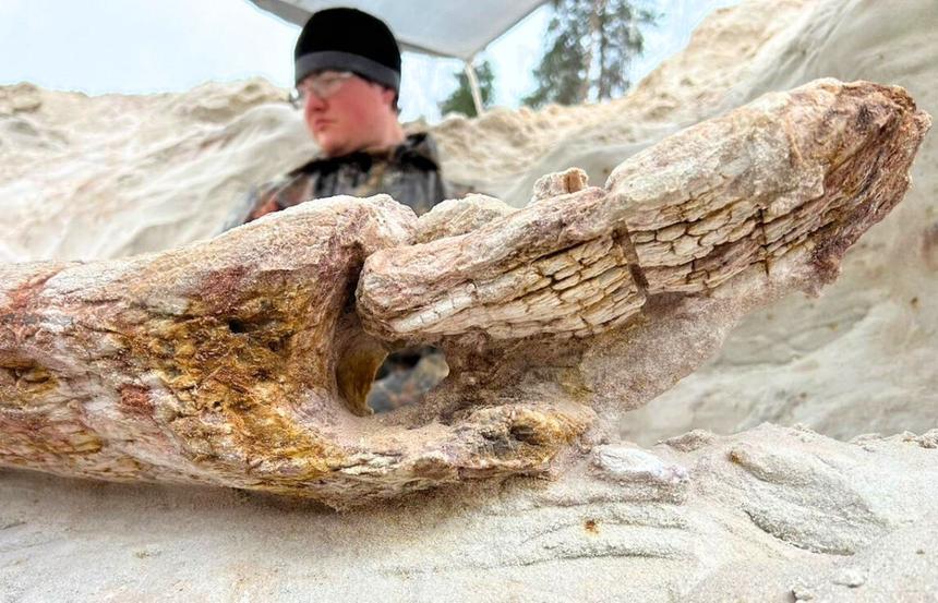 В РФ нашли дерево возрастом около 385 млн лет с сохранившейся корневой системой