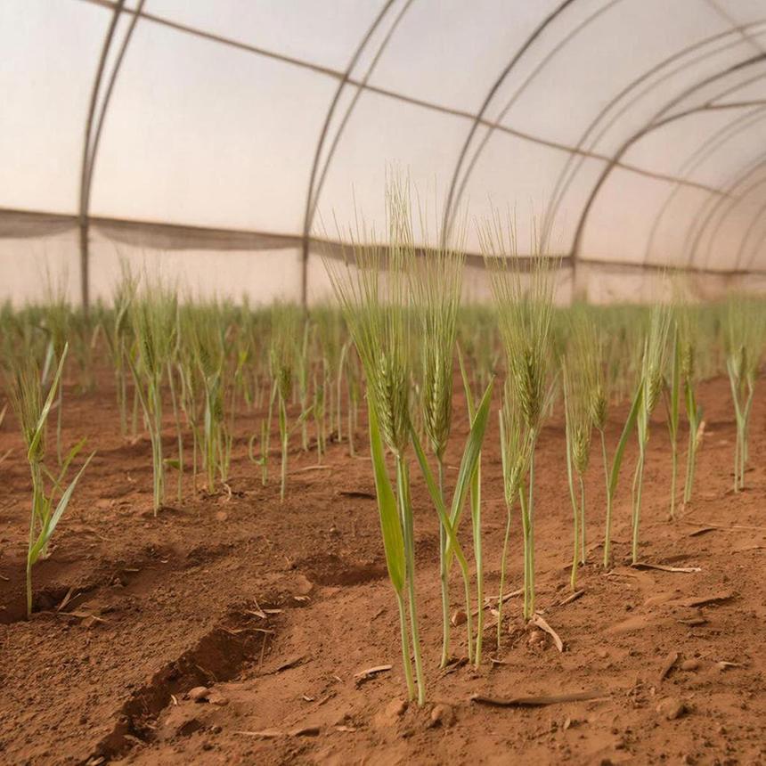 В ЮФУ вырастили ячмень на подготовленной почве, повторяющей марсианскую