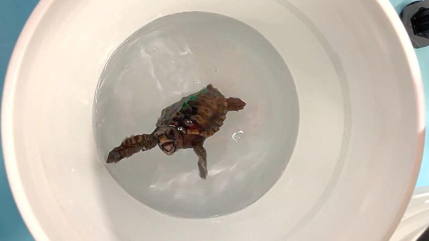 Учёные выяснили, что черепахи чувствуют телом магнитное поле Земли