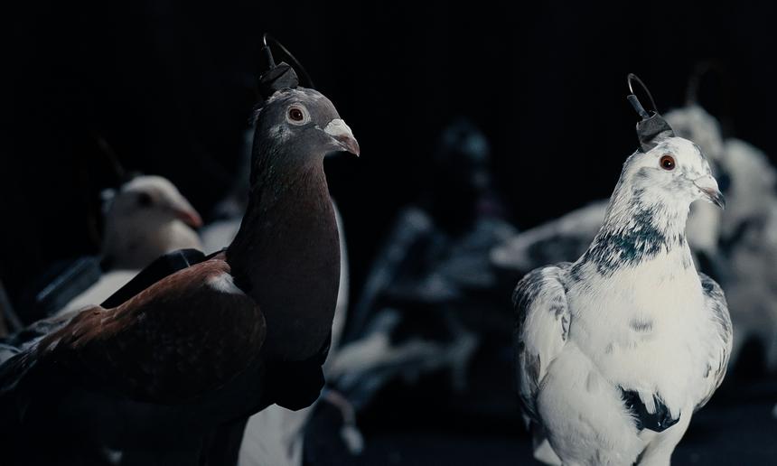 В России создали голубей-биодронов с нейроинтерфейсами