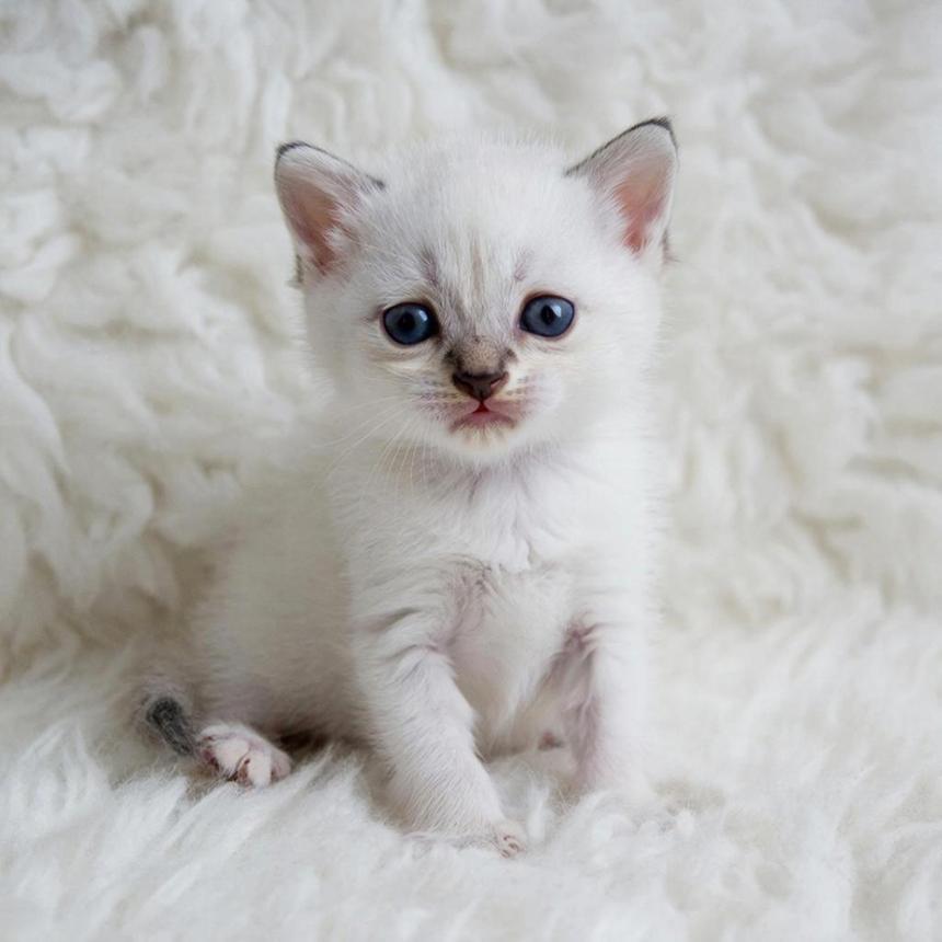 Учёные обнаружили, что кошки были одомашнены гораздо позже, чем считалось