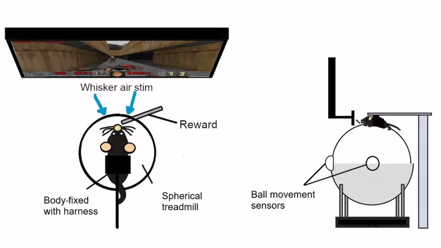 Ученые научили крыс бегать и стрелять внутри легендарной DOOM II