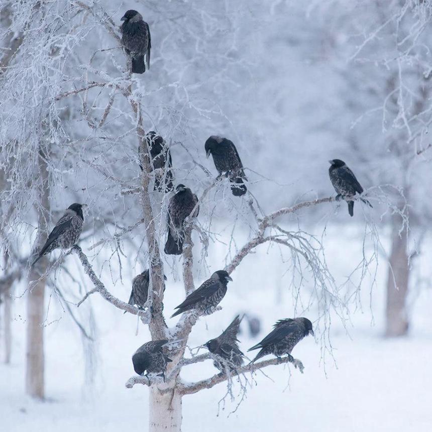 Учёные рассказали, какие животные собираются вместе, чтобы переждать Рождество