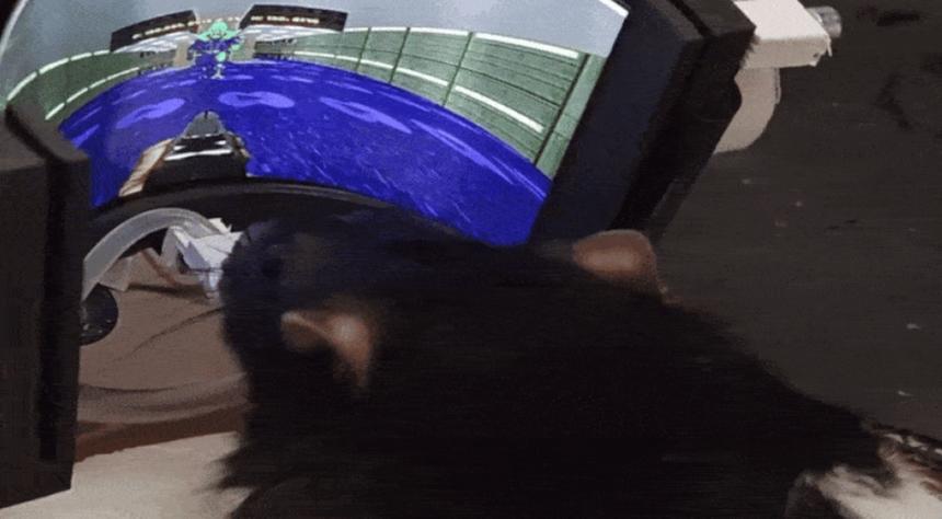 Венгерские учёные обучили крыс играть в Doom