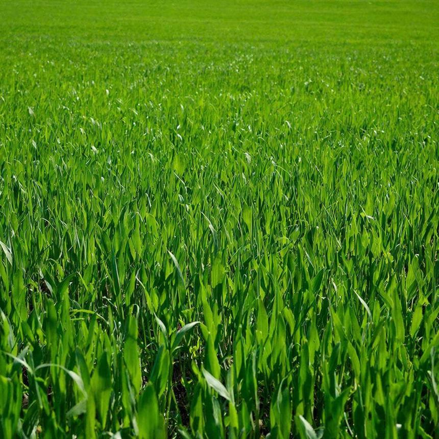 Учёные нашли способ сократить выбросы углекислого газа на 4% с помощью агротехнологий