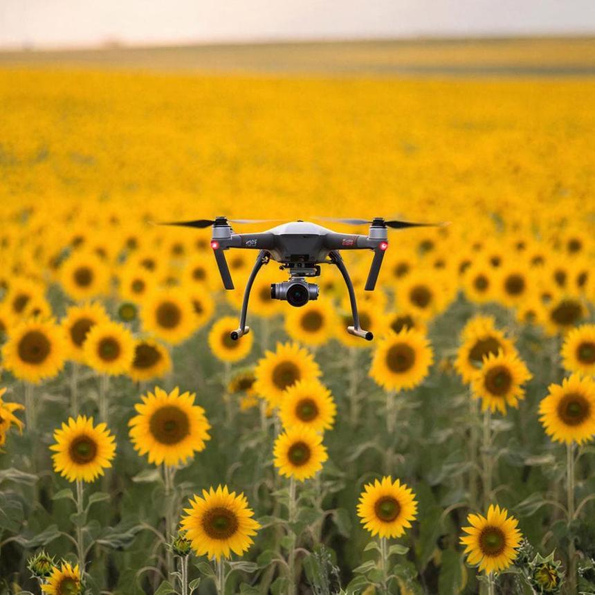 Ростовские учёные разработали способ определять спелость подсолнечника с беспилотника