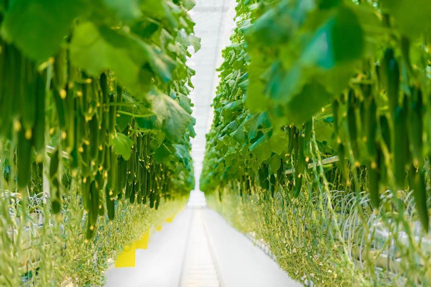 Умные теплицы: высокие технологии для качества, безопасности и вкуса овощей