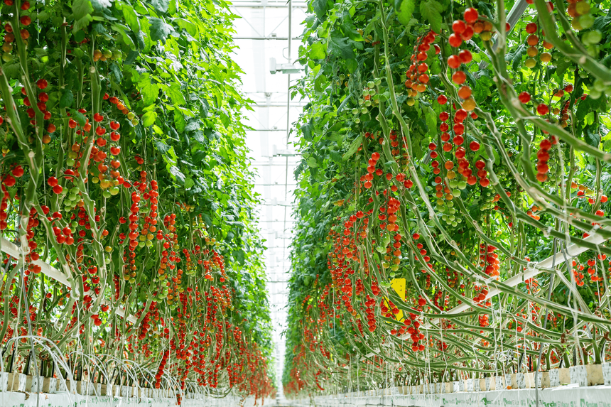 Умные теплицы: высокие технологии для качества, безопасности и вкуса овощей