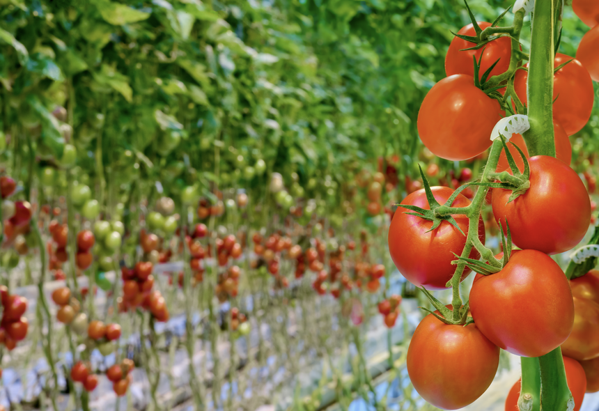 Умные теплицы: высокие технологии для качества, безопасности и вкуса овощей