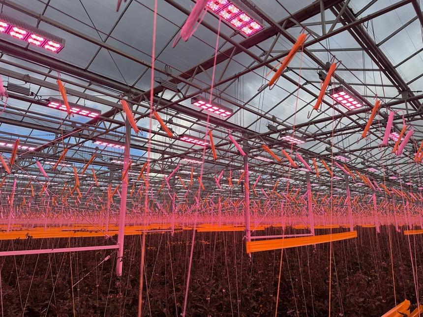 Умные теплицы: высокие технологии для качества, безопасности и вкуса овощей