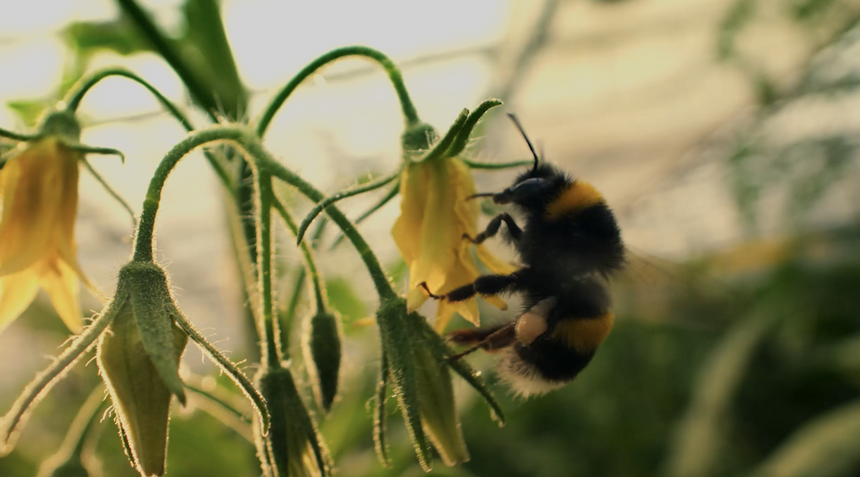 Умные теплицы: высокие технологии для качества, безопасности и вкуса овощей