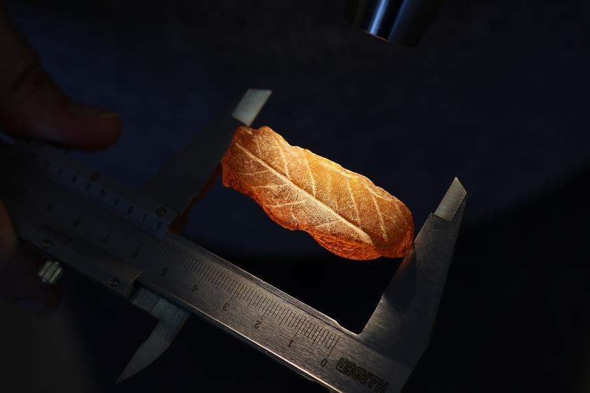 В калининградском янтаре нашли отпечаток дубового листа возрастом 50 млн лет