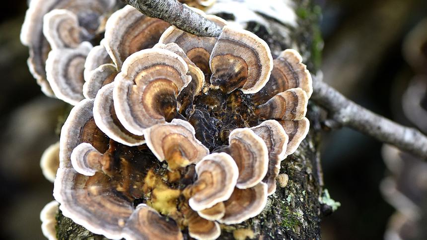 Учёный объяснил, могут ли грибки привести к зомби-апокалипсису